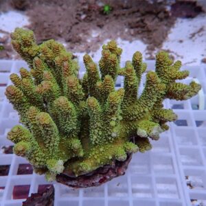 Close-up of bright green, finger-like coral polyps with a bumpy texture on branching arms.