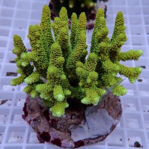 Potted lime-green, coral-like succulent with fingered branches and warty texture in a rocky base on a white grid surface.