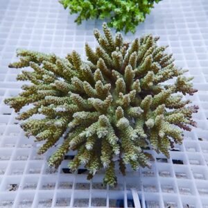 Branching coral fragment with finger-like arms resting on a white grid rack, likely in an aquaculture or reef tank setup.
