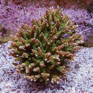 Colorful branching coral (Acropora) with pink tips in a rocky aquarium reef setup.