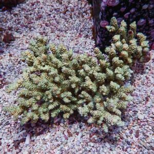 Green branching coral colony with numerous small rounded polyps on pale gravel substrate.