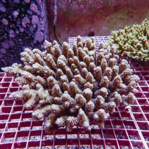 Branching coral fragment on a white grid rack in an aquarium, cream-colored tips.