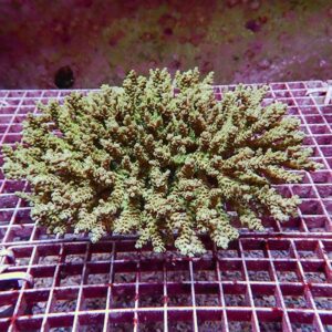 Green branching coral placed on a white grid rack in an aquarium.