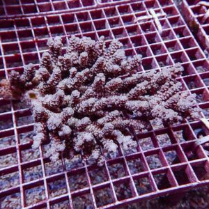 Branching coral fragment resting on a metal grid rack, likely in an aquaculture setup.