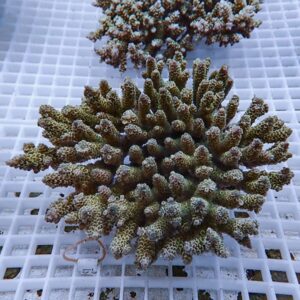 Cluster of small branching corals with greenish-brown tips on a white grid coral rack.