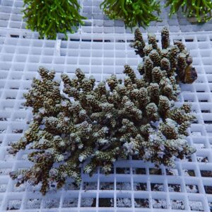 Branching coral fragment with pale tips resting on a white grid in an aquarium setting