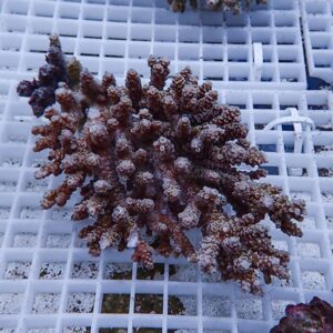 Brown branching coral frag resting on a white grid rack in an aquarium setup.