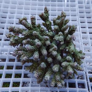 Succulent with numerous knobby, branching stems on a white grid surface, green with pale pink tips.