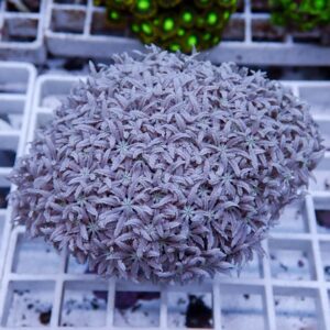 Lavender coral colony with many small star-shaped polyps resting on a white grid rack in an aquarium setting.