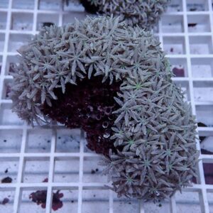 Ring-shaped coral fragment with densely packed star-shaped polyps, gray-green with light-green centers on a white grid background