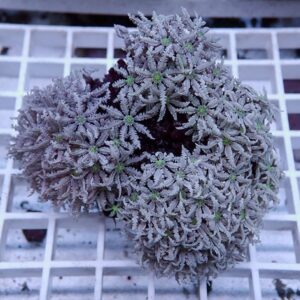Close-up of a frosty blue-gray cluster of tiny star-shaped succulents with green centers.
