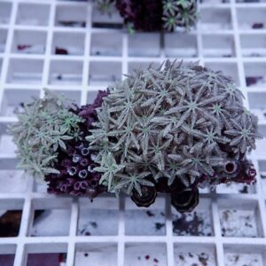 Close-up of a coral frag with many star-shaped polyps in pale green, mounted on a rock fragment on a white grid.
