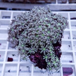 Coral frag with many star-shaped polyps, green centers and purple base on a white grid surface.