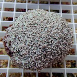 Close-up of a spherical coral colony with densely packed star-shaped polyps, pale gray with light blue-tinged tips on a white rack surface