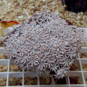 Frosty-looking succulent cluster with many small star-shaped rosettes forming a dense mound on a white grid planter slot background