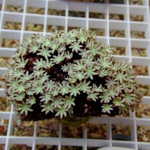 Rocky surface densely covered with tiny pale-green star-shaped succulent rosettes. Grid background visible behind the plant.