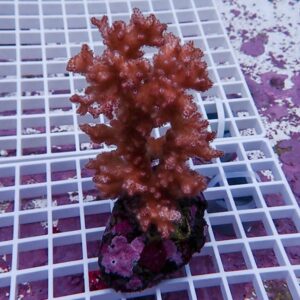 Red-orange soft coral frag with frilly branches mounted on a purple rock, resting on a white grid rack in a reef tank setting
