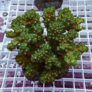 Green, frilly coral fragment with branching, mounted on rock, placed on a white grid surface.