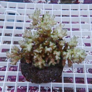 Small succulent with frosted white-edged, branching leaves in a dark pot on a white grid table.
