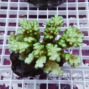 Bright lime-green, branching succulent (coral-like) growing from a dark rock on a white grid surface.