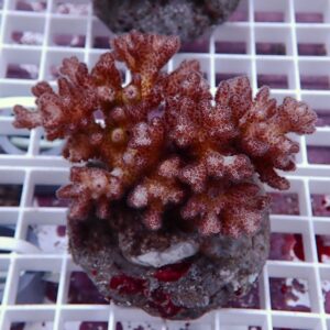 Red branching coral frag with tiny polyps mounted on a rock plug, resting on a frag rack in an aquarium.