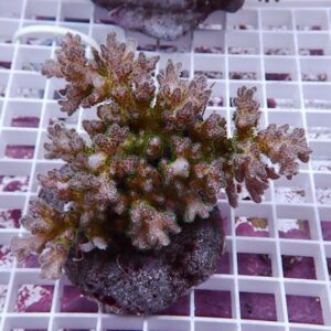 Small branching coral frag with frosty pink-green polyps on a rock plug, placed on a white grid surface.