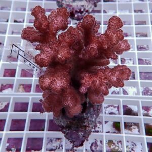 Red branching coral fragment with bumpy polyp surfaces on a white grid display in a tank shop setup