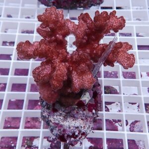 Red branching coral frag mounted on a plug, resting on a grid rack in a reef aquarium.