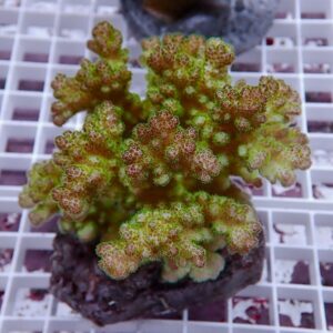 Close-up of a branching coral frag with green bodies and pink-tipped polyps on a plug in an aquarium setup