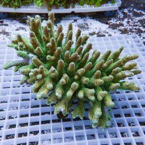 Green branching coral fragment with finger-like cylindrical branches resting on a white grid surface on ice-like ground.