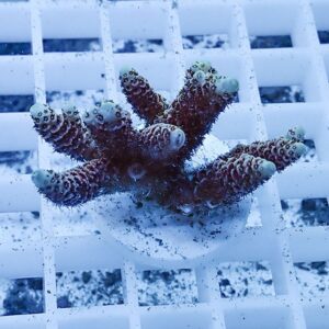Branching coral fragment (Acropora) sits on a white frag rack in a marine aquarium, under blue lighting with visible polyps.