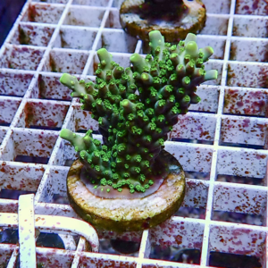 Bright green branching coral fragment mounted on a plug in a white grid rack.