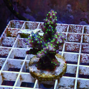 Purple branching coral frag with bright green polka dots on a plug in a white rack, likely in a coral grow-out setup.