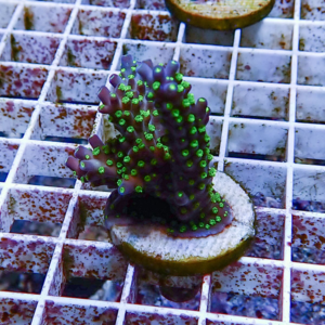 Purple branching coral fragment with bright green polyps mounted on a circular frag plug resting on a white grid rack in an aquarium setting