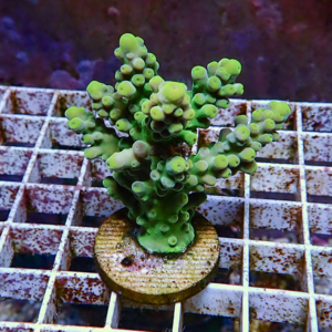 Green branching coral fragment mounted on a circular plug, sitting on a rust-stained grid.