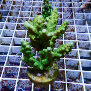 Bright green Acropora coral fragment with branching branches mounted on a plug on a grid rack in an aquarium setup.