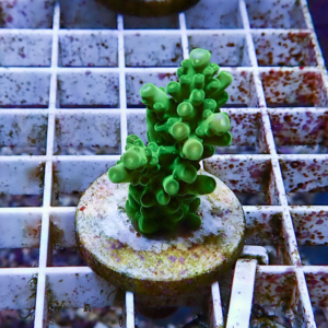 Small bright green succulent with finger-like branches on a round, weathered pot base atop a white rusted grid shelf.