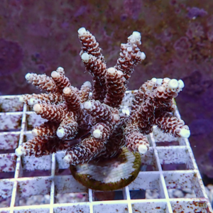 Brown branching coral with white-tipped polyp ends on a round base atop a white grid in an aquarium setting, close-up view on purple backdrop.