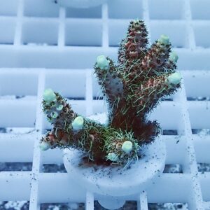 Small potted cactus with multiple segmented stems and pale green tips on a white lattice surface.