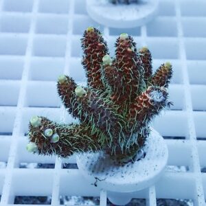 Red, branching coral-like succulent with pale yellow buds at the tips in a white pot on a white grid surface