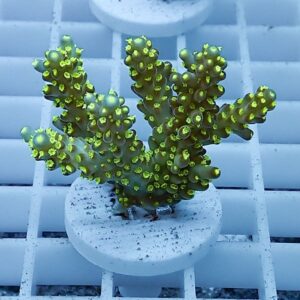 Neon-green Acropora coral fragment mounted on a round plug in a white coral rack, ready to grow in a saltwater tank.