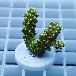 Small coral frag with bright green polyp tips on dark branching stalks mounted on a white plug.
