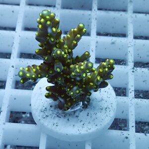 Coral frag with brown branching skeleton and bright yellow-green polyp tips mounted on a white plug over a grid rack in an aquarium setting.