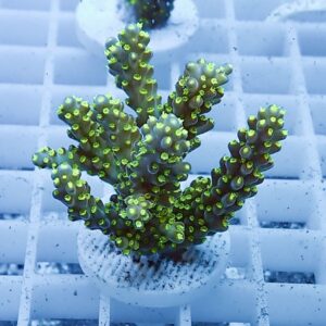 Green branching coral frag with neon polyp tips mounted on a white plug in a reef tank that emphasizes tiny lime-green polyps on each branch.