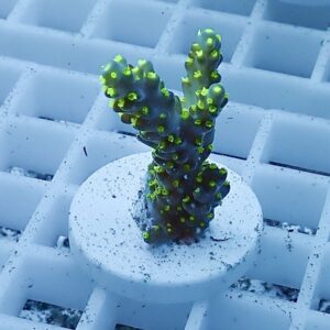 Coral fragment with neon green polyps attached to a white plug on a blue grid rack. Aquarium setting.