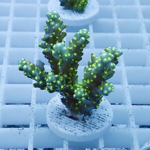 Green branching coral frag with neon-yellow polyp tips mounted on a white plug in a grid tray