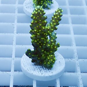 Green branching coral fragment mounted on a white plug against a grid background in an aquarium setting.