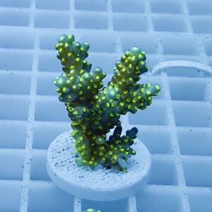 Neon green coral frag with bright polyps atop blue-green branches mounted on a white plug in a grid-background tank.