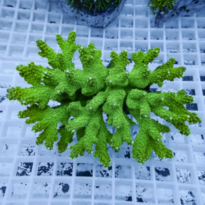 Bright green branching coral with bumpy textured fronds on a white grid rack in an aquarium setting.