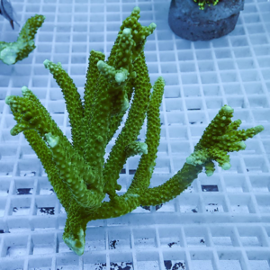 Bright green branching coral with bumpy surface on a white grid, in an aquarium setting.